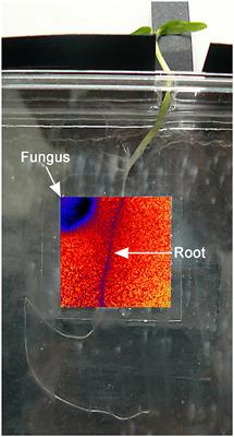 High Resolution Assessment of Spatio-Temporal Changes in O2 Concentration in Root-Pathogen Interaction